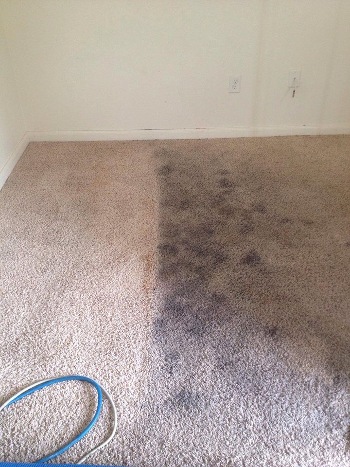 Half-cleaned carpet with visible stains